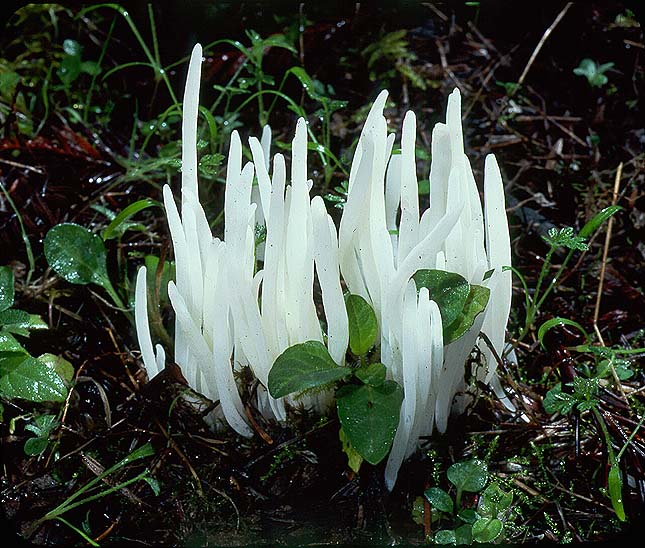 Clavaria fragilis